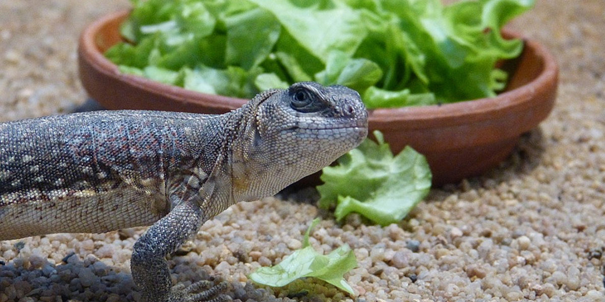 camera for reptile tank